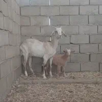 بز و کهره