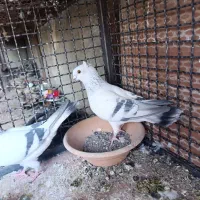 کفتررنگی وساده