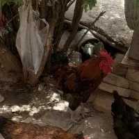 خروس محلی
