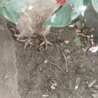 مرغ تخم گذار