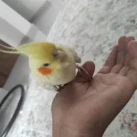 پرنده
