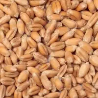 گندم