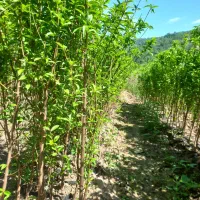 فروش انواع نهال های نایلکسی و سطلی