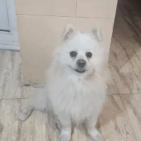 سگ پامر