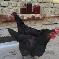 2 مرغ جوان کاکلی