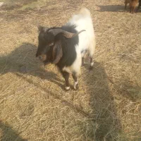 نربز