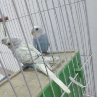 فروش مرغ عشق