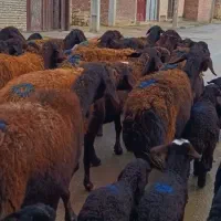 24 راس گوسفند بره دار