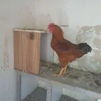 یک عدد خروس جوان