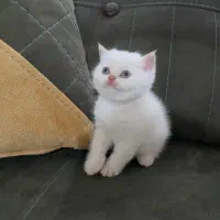گربه اسکاتیش دو ماهه
