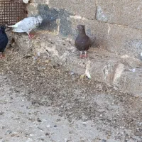 جوجه دم سفید