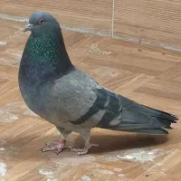 سبزخطی دولابی