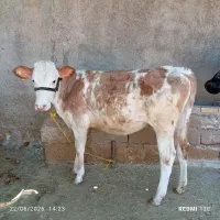 گوساله سیمنتال مونت کانادایی شیری