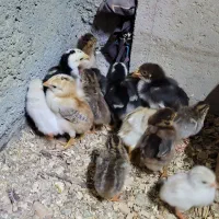 جوجه لاری شاخ دار و بلدرچین