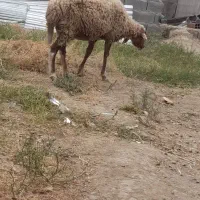 گوسفند سوم شکم