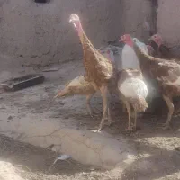 بوقلمون