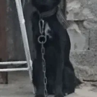 سگ ژرمن بلک