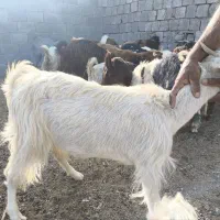 سلام یک عدد گیسه جوان یک بار زاییده