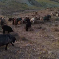 هشتا بره سبک