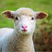 خرید و فروش گوسفند زنده
