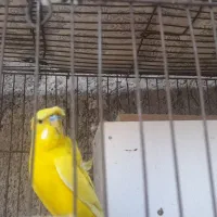 مرغ عشق انگلیسی و پروانه ای ۳  عدد