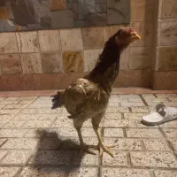 مرغ لاری نسلدار