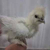 فروش   یک جفت جوجه ابریشمی ۲۰ روز