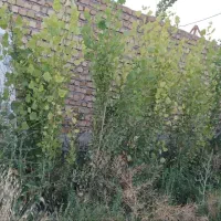 فروش چهاردیواری بامجوزساخت ۱۰۰۰