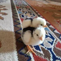 فروش جوجه محلی