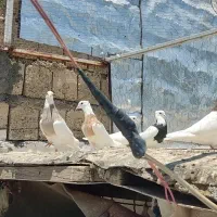 کبوتر طوقی دهلران