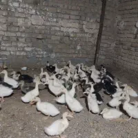 جوجه اردک ۳۰ روزه