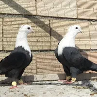 نروماده کلاغ کربلایی سرسفید کله سفید اس اس