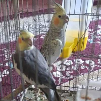 پرنده|پرنده|ایذه, |دیوار