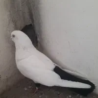 کبوتر دم سیاه دو عدد