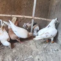 خطی هفت رنگ خطی