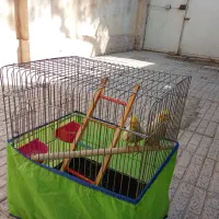 یه جفت عروس هلندی جوان