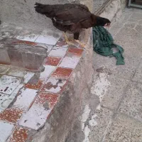 یک عدد مرغ اصل تخم گذار الان یک سال هست پیش خودم