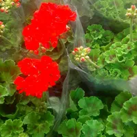 گل شمعدانی / اژدر / عطر چای|گل و گیاه طبیعی|تهران, جهاد|دیوار