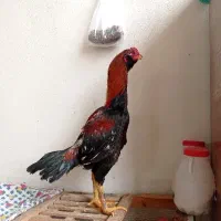 خروس لاری 12ماهه جوان
