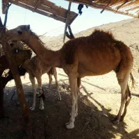 سلام شتر با بچه ماده