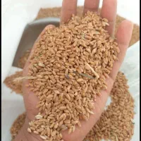 خریداری و فروش هرگونه گندم در تمام استان