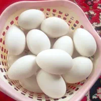 تخم قو غاز صد در صد نطفه دار اکراینی
