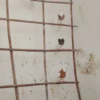طوقی