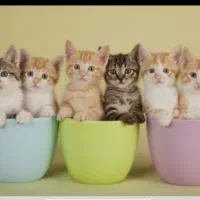 بهشت گربه های بریتیش و اسکاتیش فنجونی