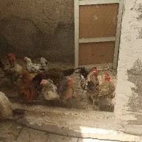 تخمگذار