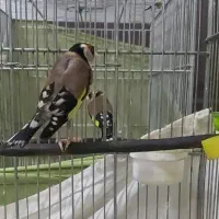 سهره جفتی بروجردی