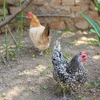 دو عدد مرغ سبرایت تخم گذار