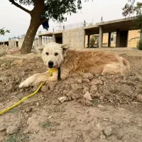 شیتزو