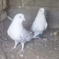 کبوتر پرشی
