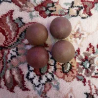 تیله سنگی